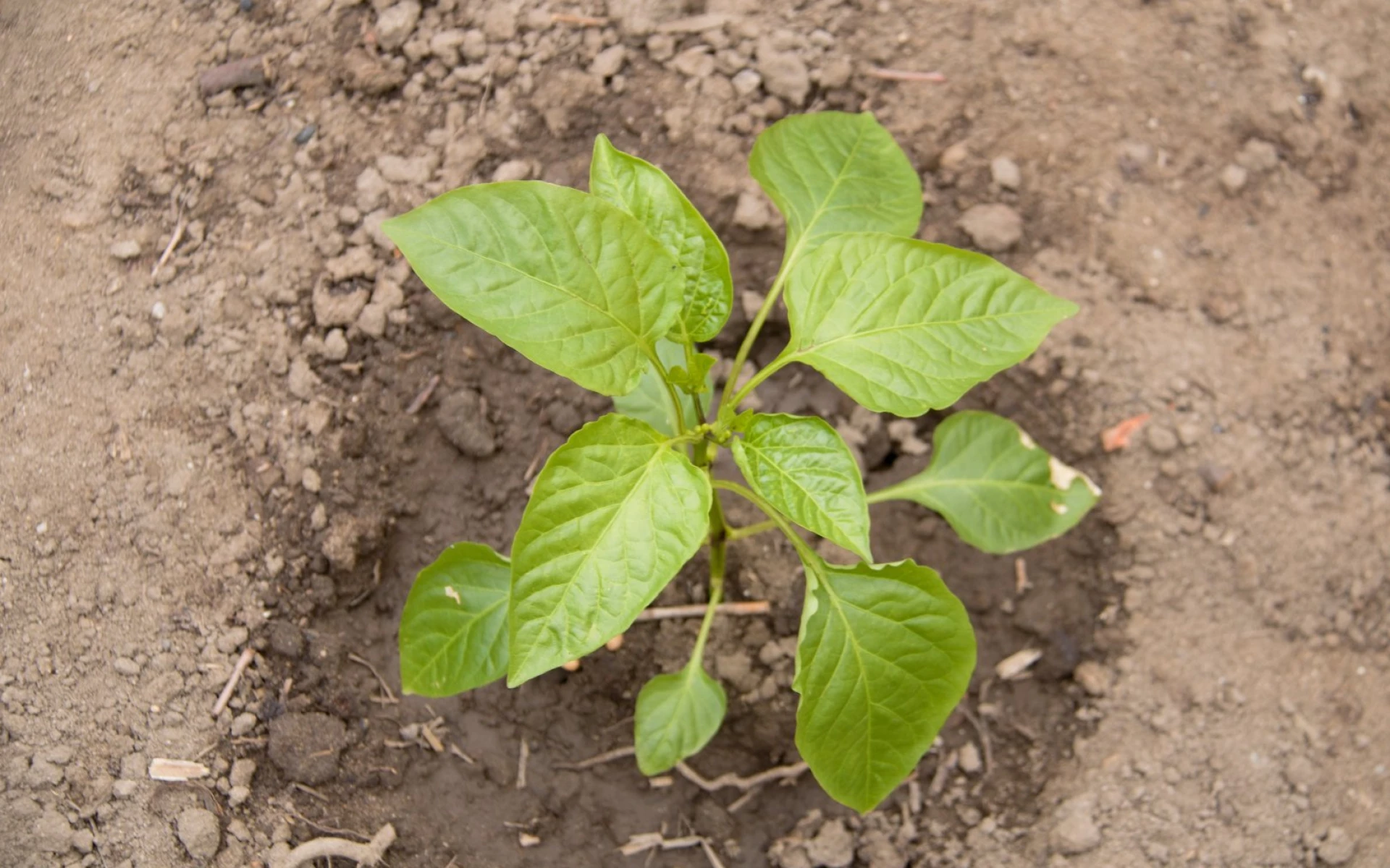 Skvrny na listech paprik nepodceňujte: Co značí a jak je co nejrychleji odstranit