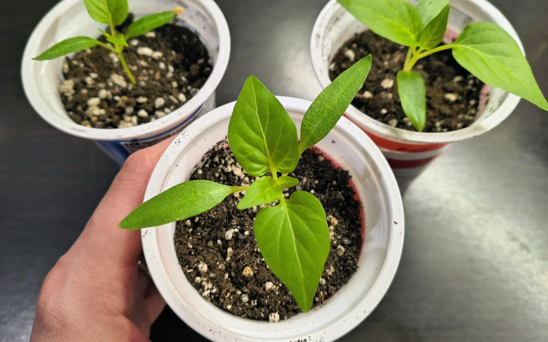 Sazenice paprik v kelímcích