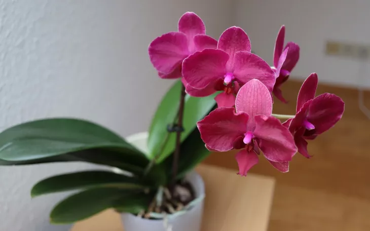 Květy orchideje