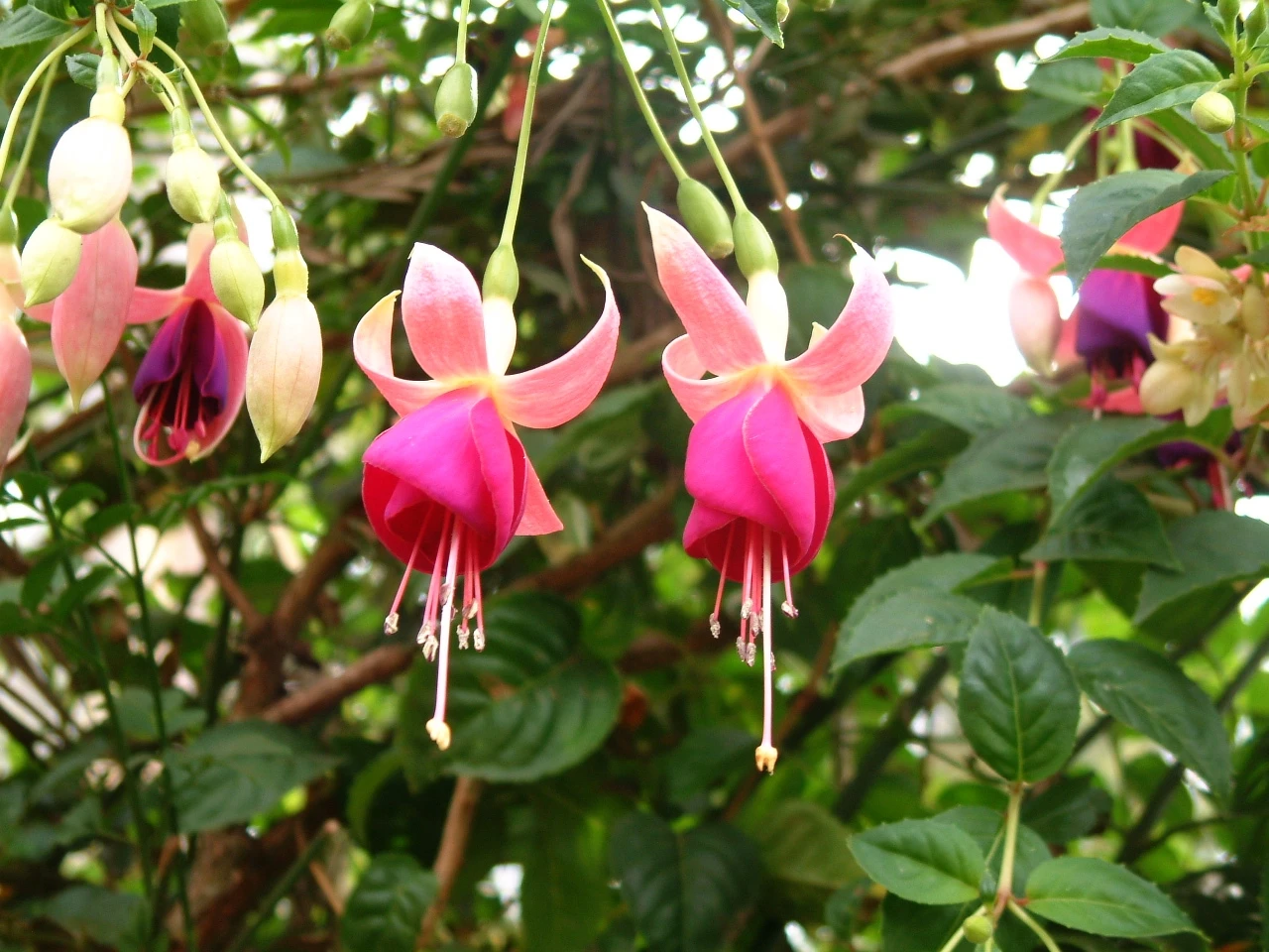 Fuchsie