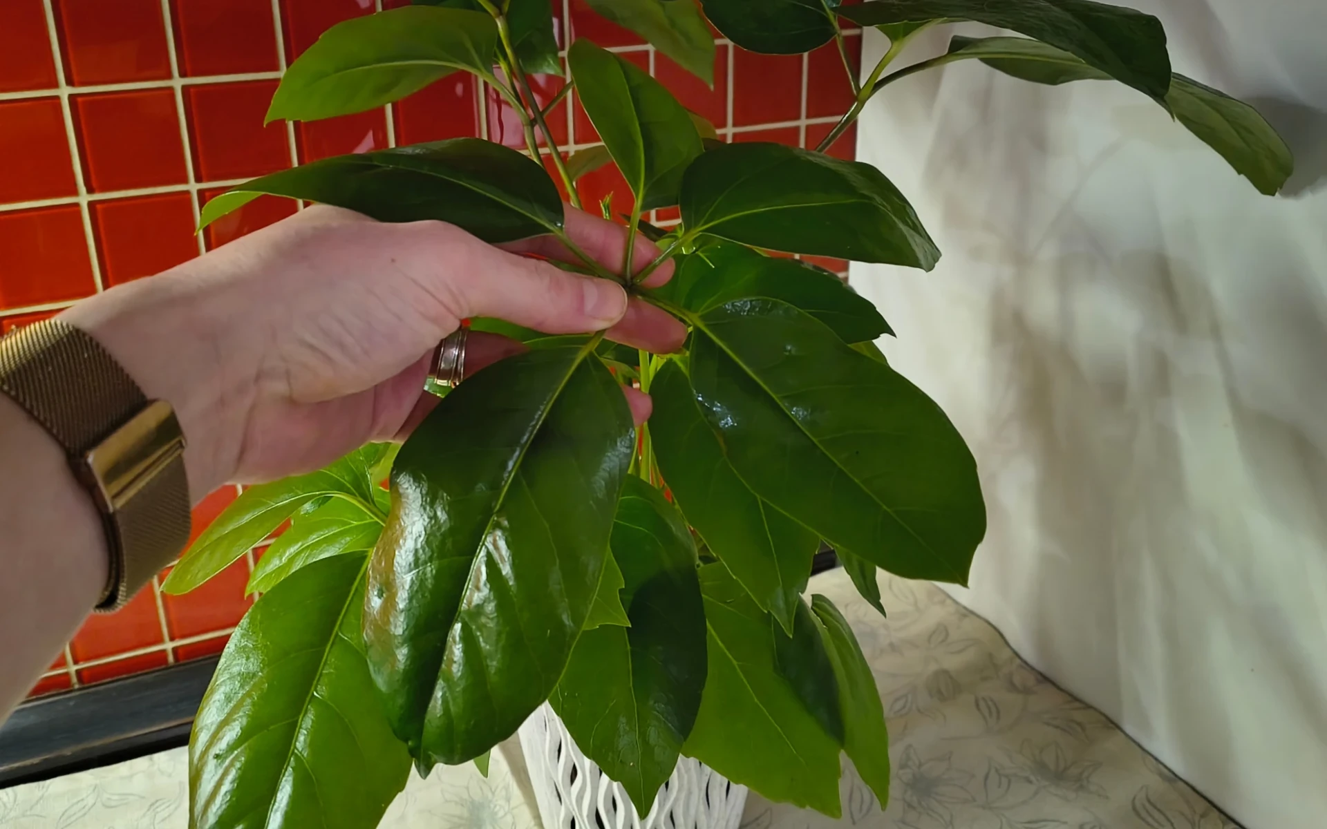 Listy Schefflery se zdravými listy