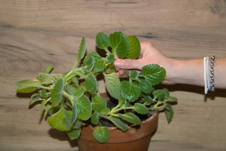 Rýmovník lze hnojit kávovou sedlinou