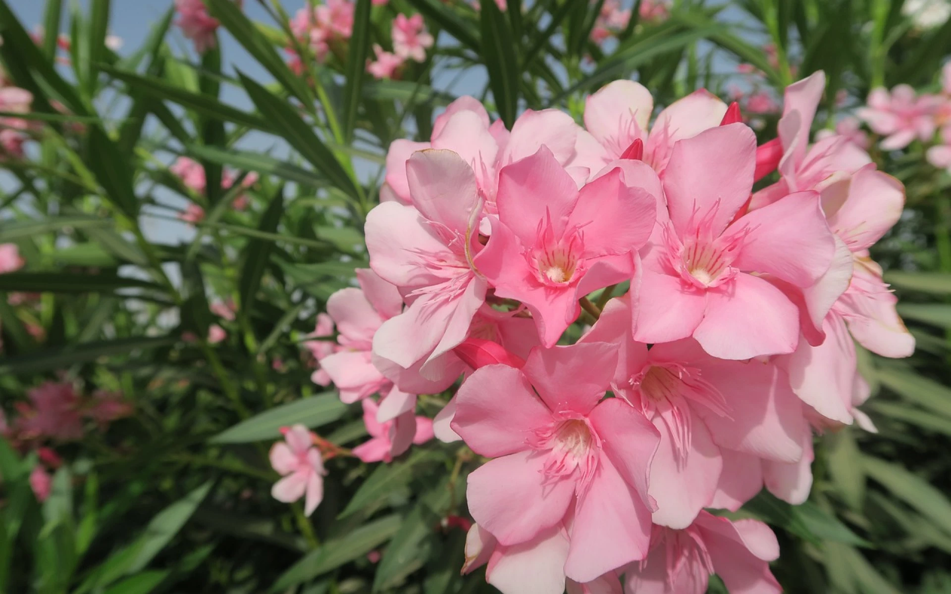 Proč oleandr nekvete nebo kvete málo? Zbytečné chyby mu brání v bujné květeně