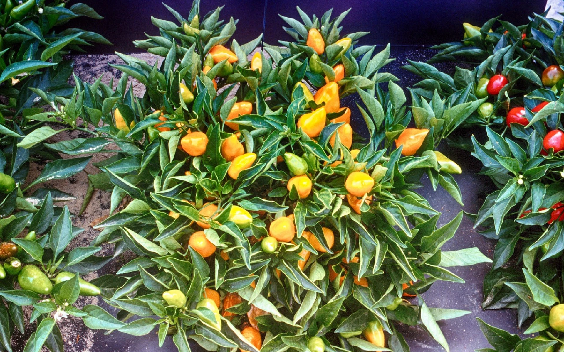 Nejlepší domácí hnojivo na chilli papričky, po kterém budou mít říz