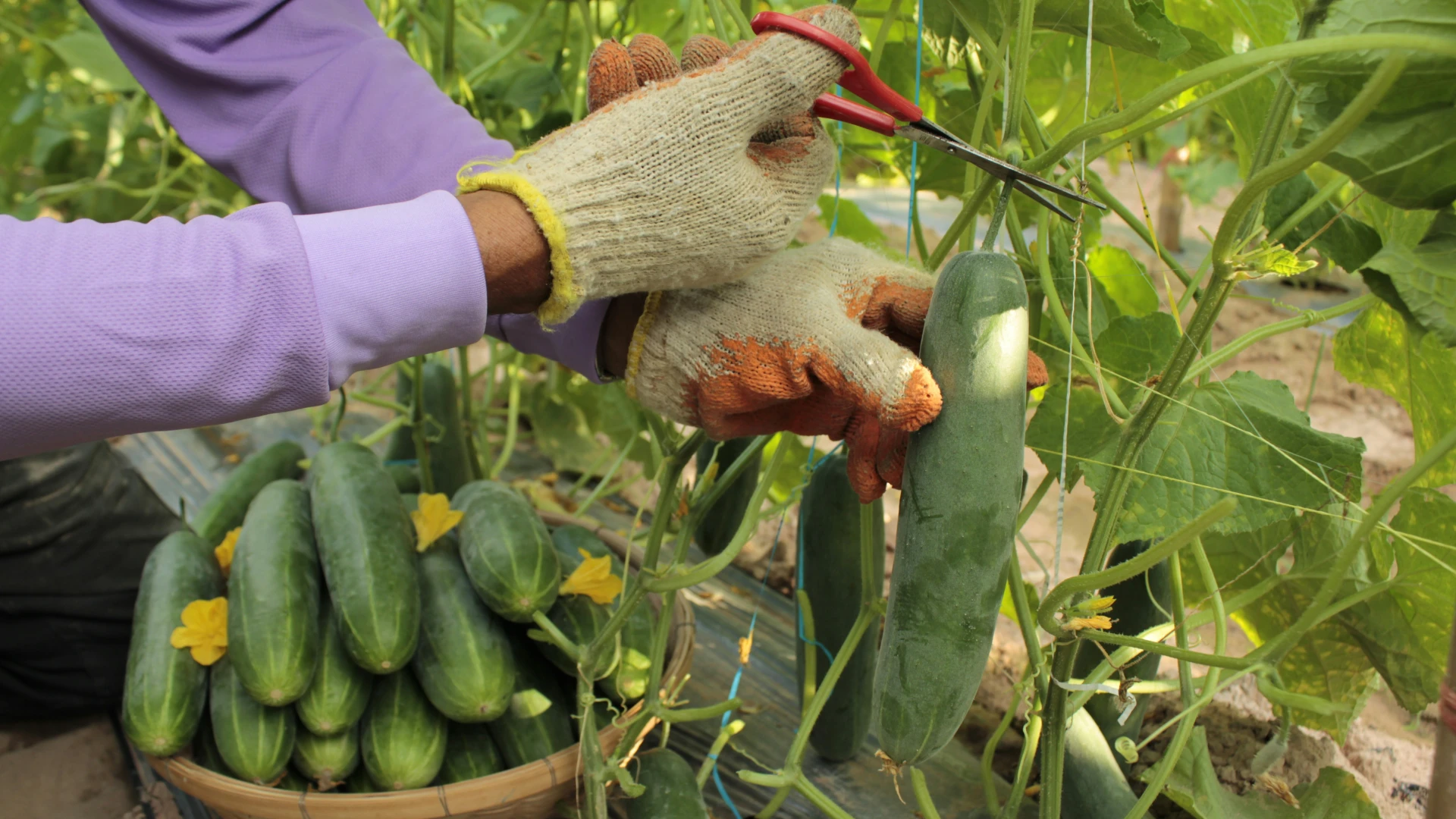 Prevence proti plísni okurkové: Jak jí předcházet a sklidit maximální úrodu?