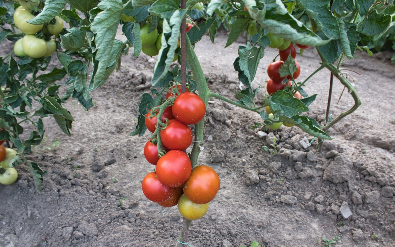 Nedozrálá rajčata na záhonu