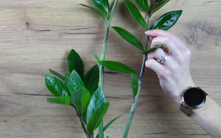 Jak pěstovat zamiokulkas, aby bujně rostl