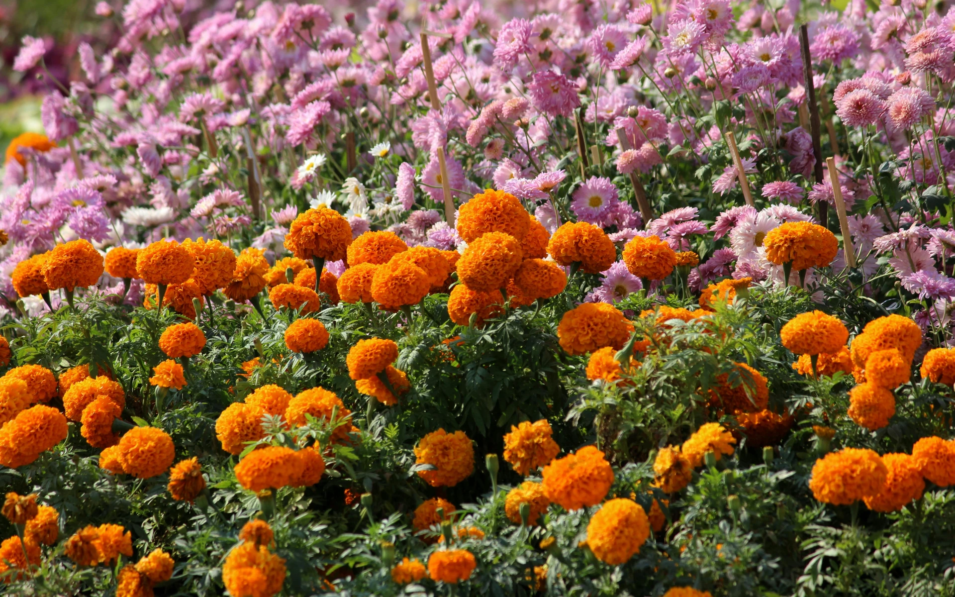 I obyčejné afrikány mají bohaté využití. Některé z nich vás jistě překvapí