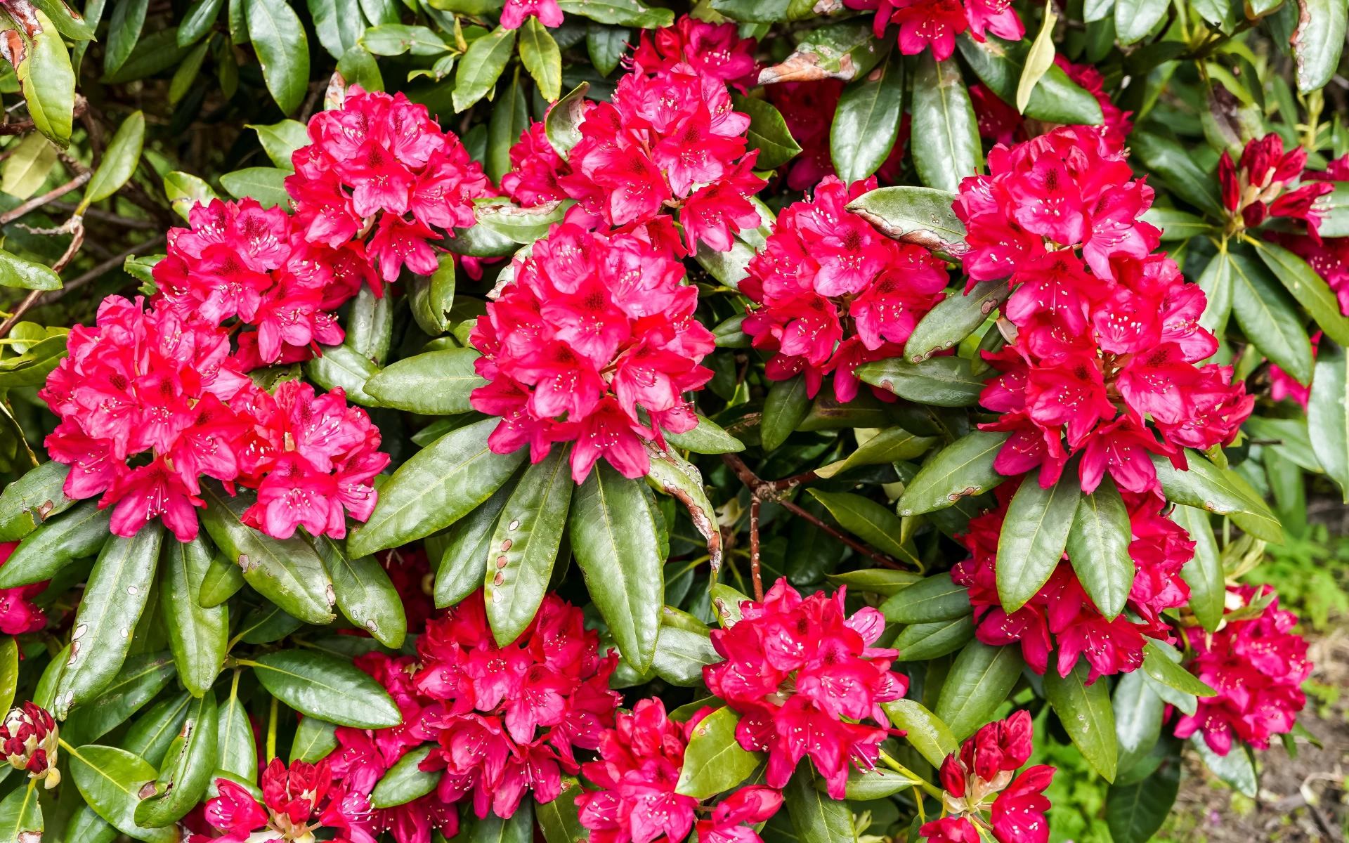 Rododendron s růžovými věty