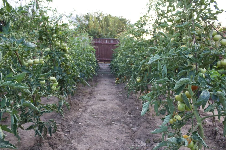 Rajčata tyčková na záhonu 