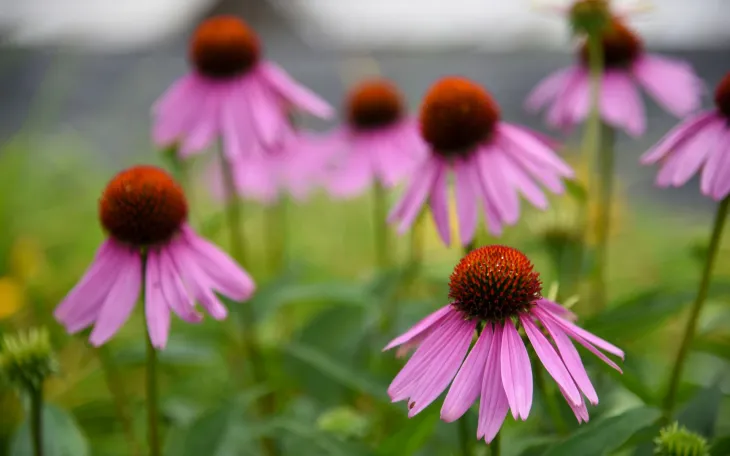 Echinacea