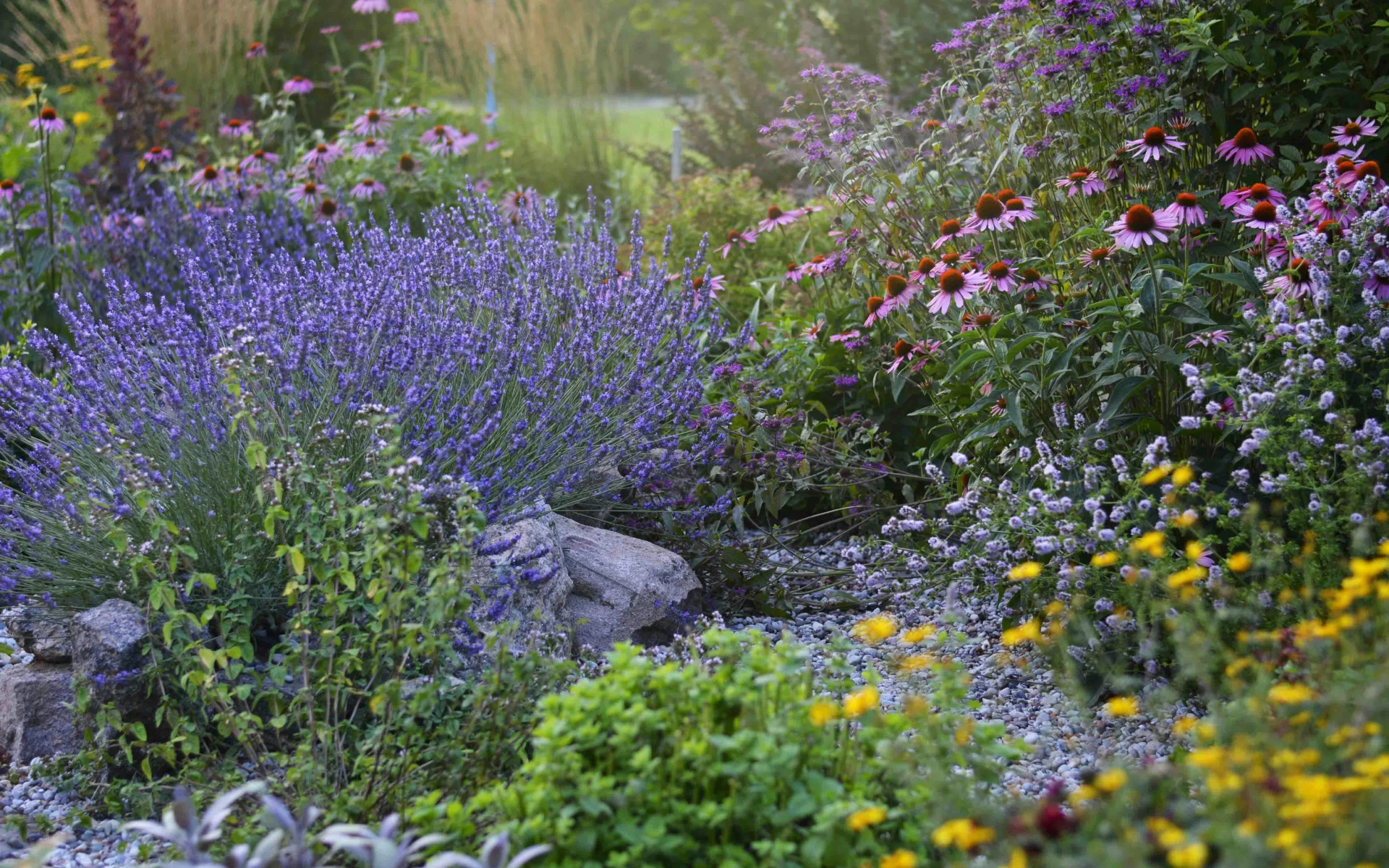 Levandule na záhonu s dalšími rostlinami