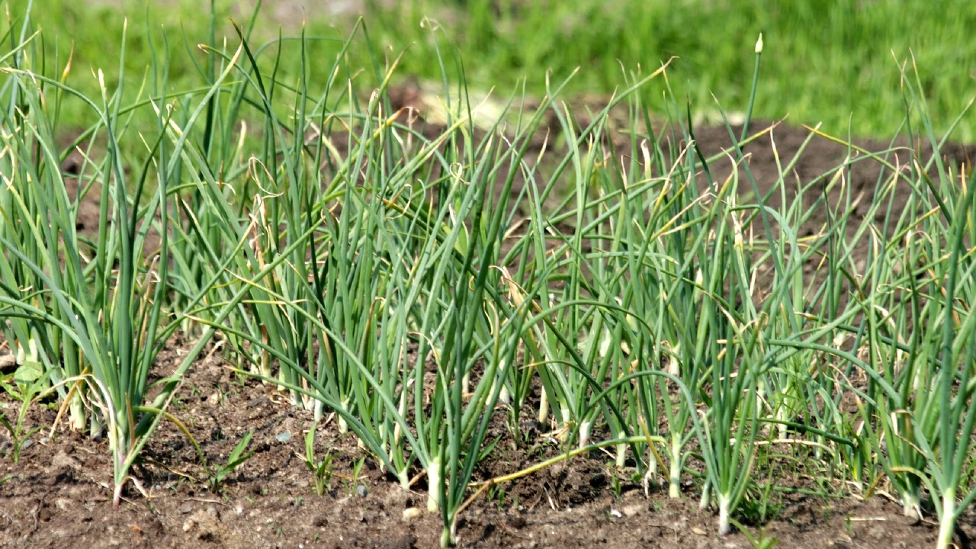 Popel nevyhazujte, přišli byste o skvělého pomocníka. Tyto rostliny vyživí a ochrání před škůdci