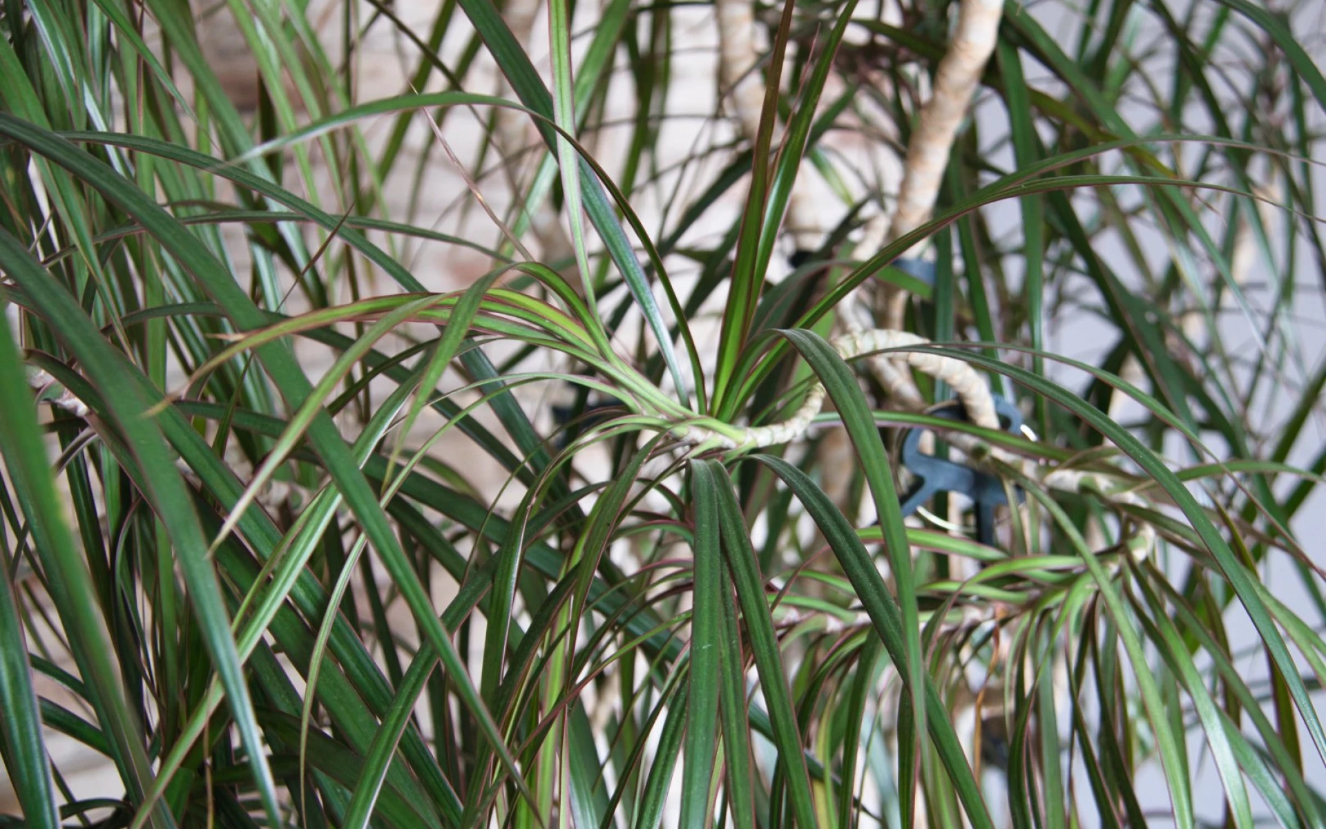 Kam umístit dracénu: Díky správně zvolenému místu předejdete žloutnutí listů