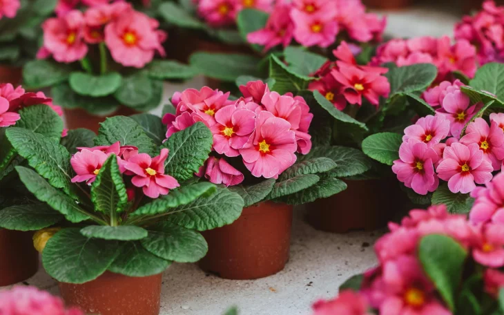 Primula v květináči