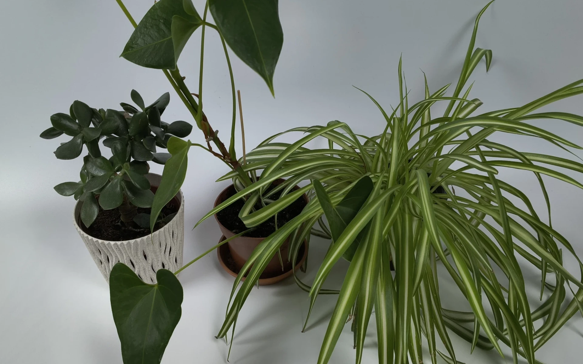 Zelenec, toulitka a tlustice na bílém pozadí