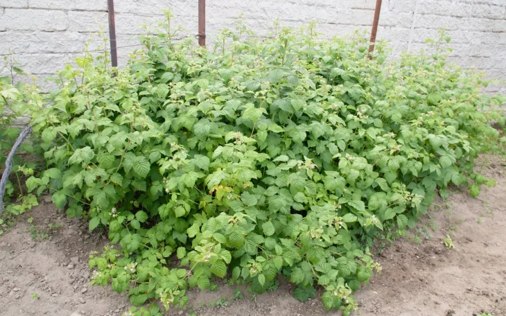 Maliník na zahradě na jaře