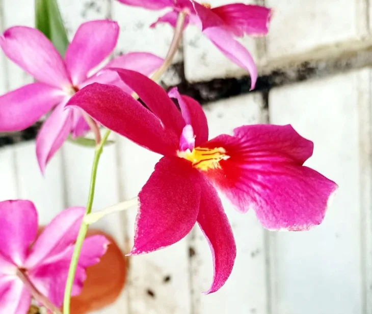 Orchideje pokvetou po celý rok: Pomohou jim zbytky, které běžně končí v odpadu, i čajové sáčky Orchideje pokvetou po celý rok: Pomohou jim zbytky, které běžně končí v odpadu, i čajové sáčky