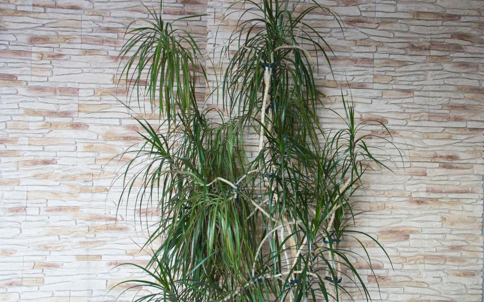 Žloutnutí listů u dracény nepodceňujte: Co pro ni udělat, aby se jí dařilo a byla hustě olistěná