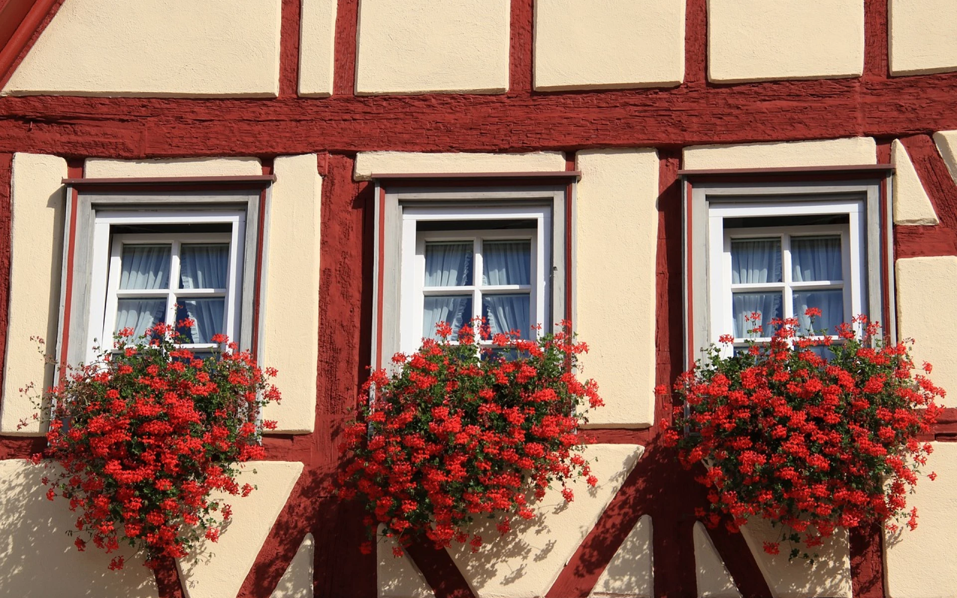 Jak zazimovat převislé muškáty, aby přežily zimu a příští rok bohatě kvetly?