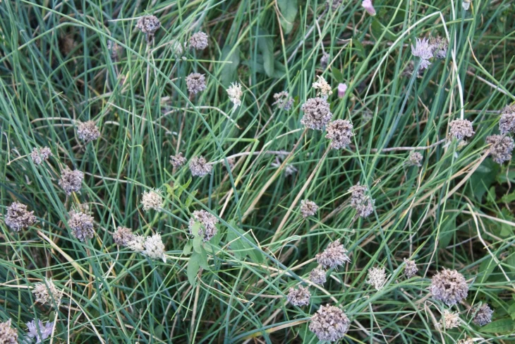 Kvetoucí pažitka na záhonu