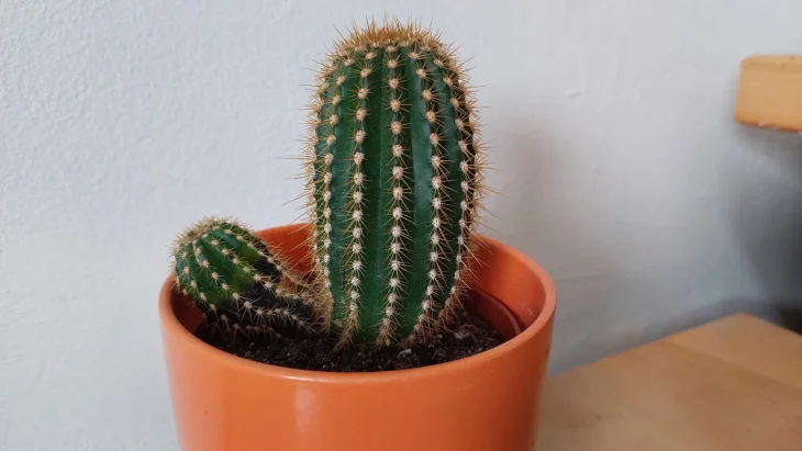 Kaktus kaktus v květináči, jak o něj pečovat správně