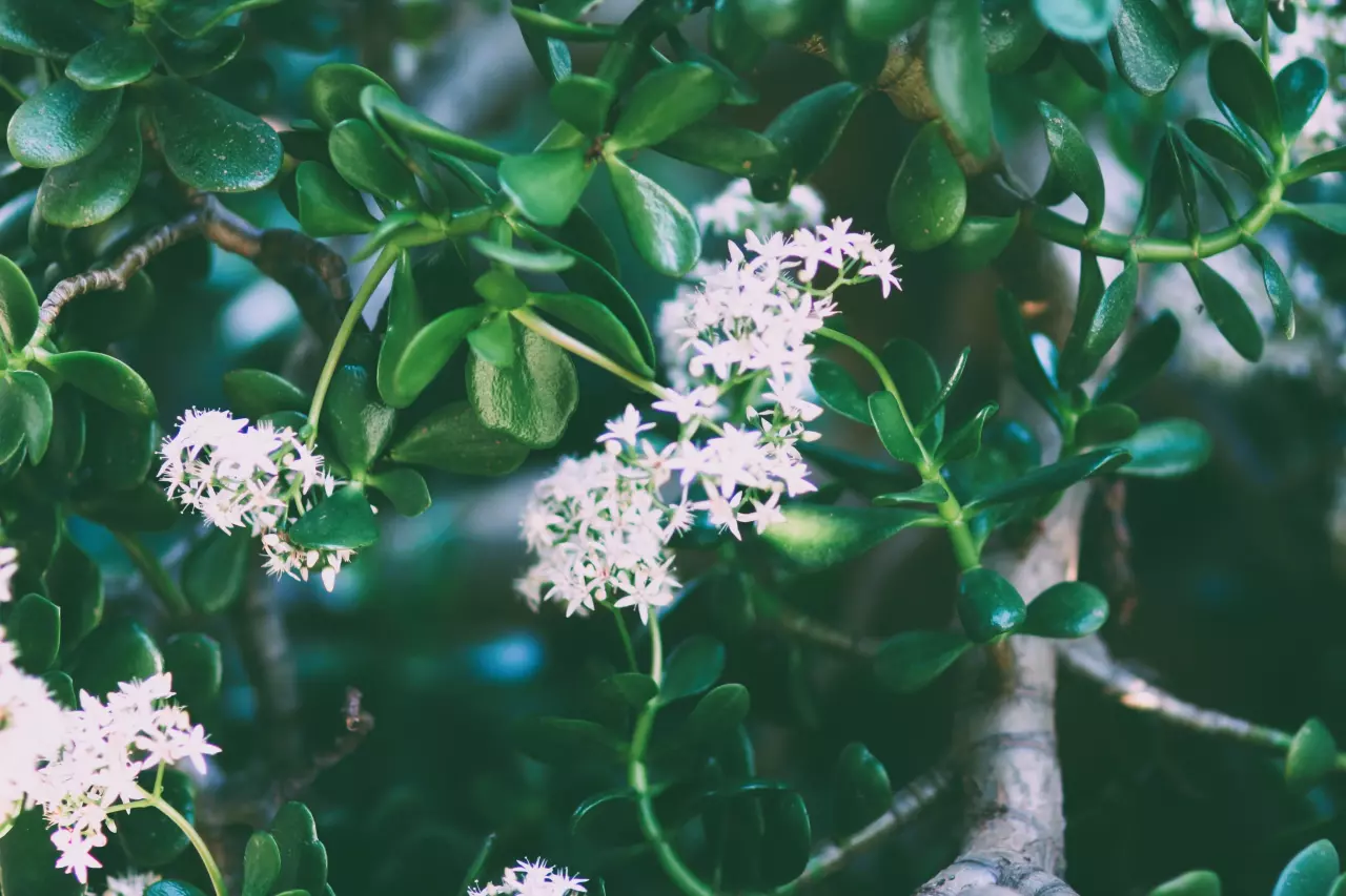 Krasula: Jak pečovat o strom peněz, aby bohatě kvetl celou zimu?