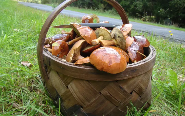Košík plný hub