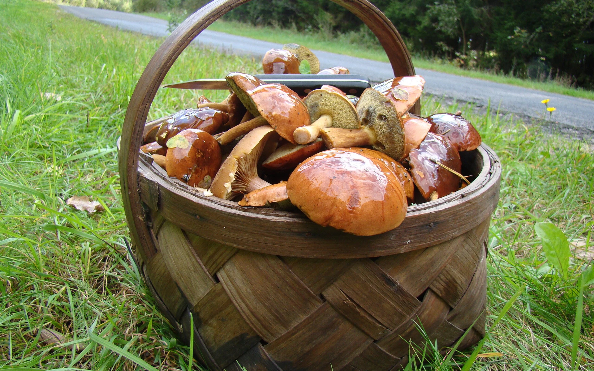 Aktuální houbařská mapa: Známe místa, kde právě teď rostou nejvíc