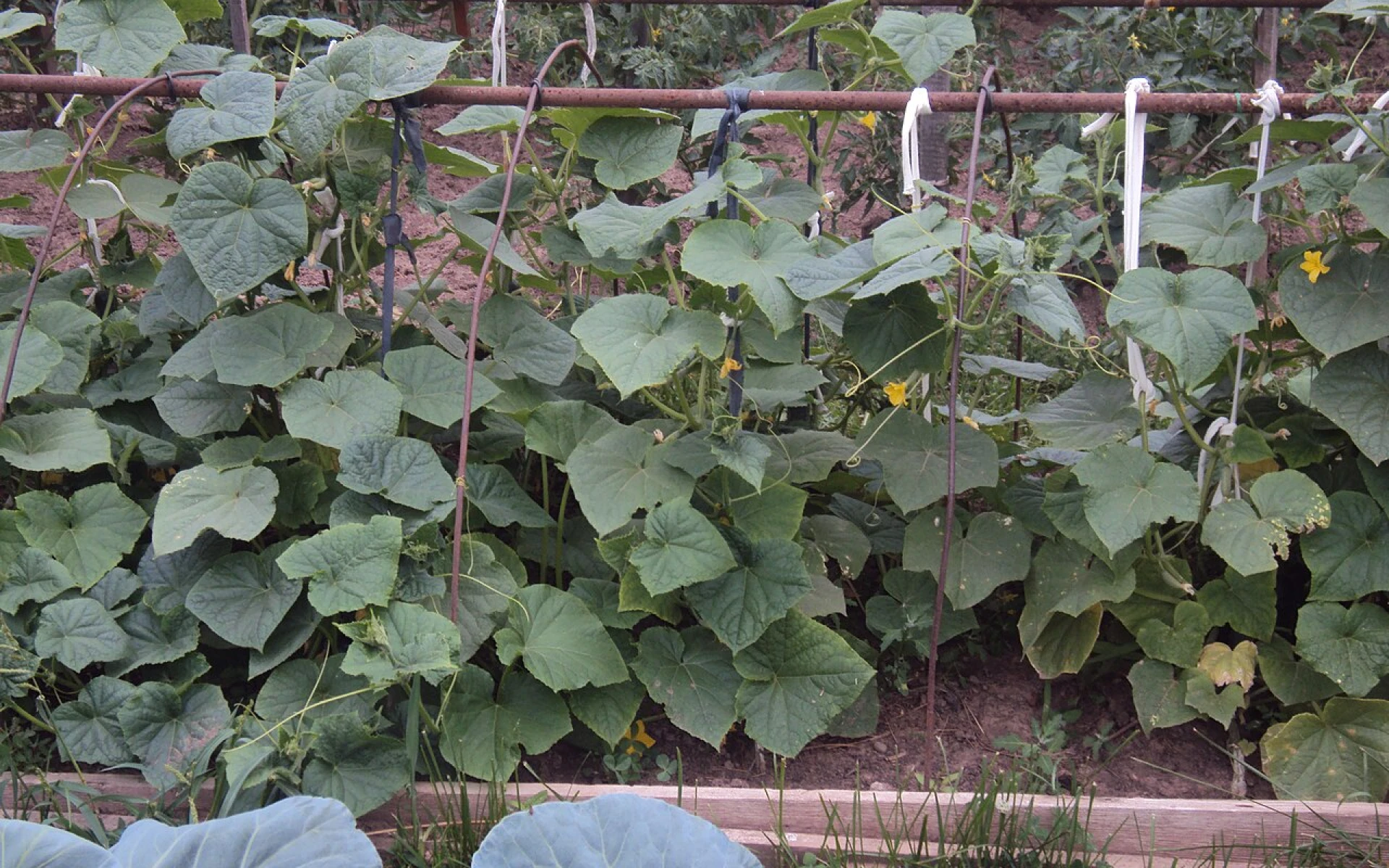 Správné mulčování okurek pomůže k bohaté úrodě. Vyzkoušejte tradiční i netradiční materiály