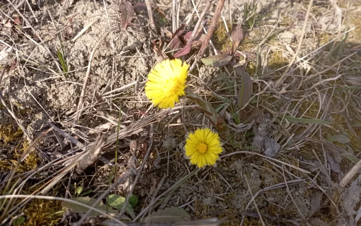 Podběl lékařský v přírodě