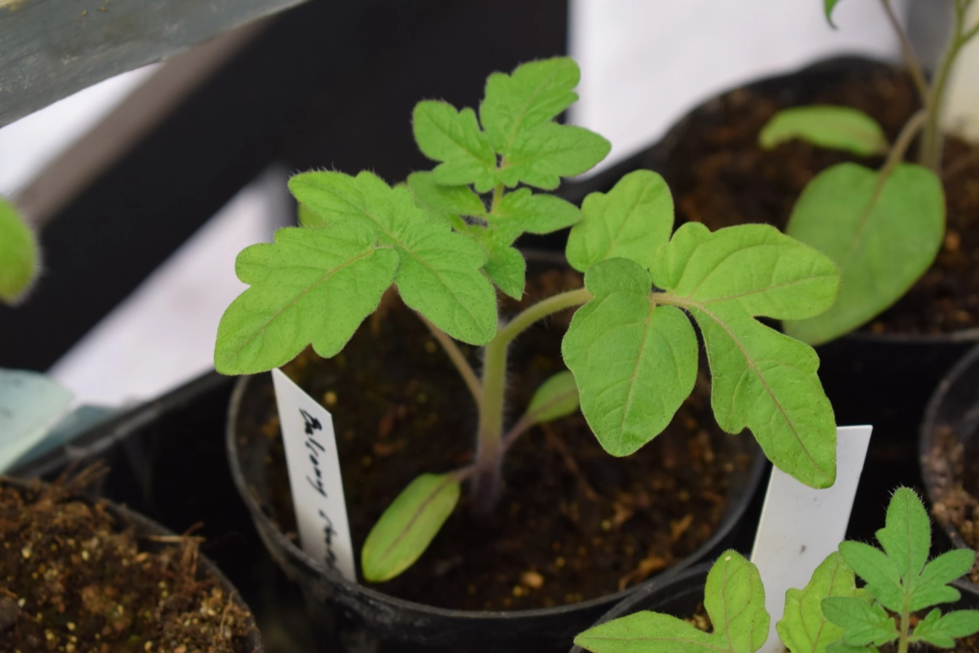 Sazenice rajčat: Na jaké chyby si dávat pozor při jejich pěstování, abychom získali silné rostliny