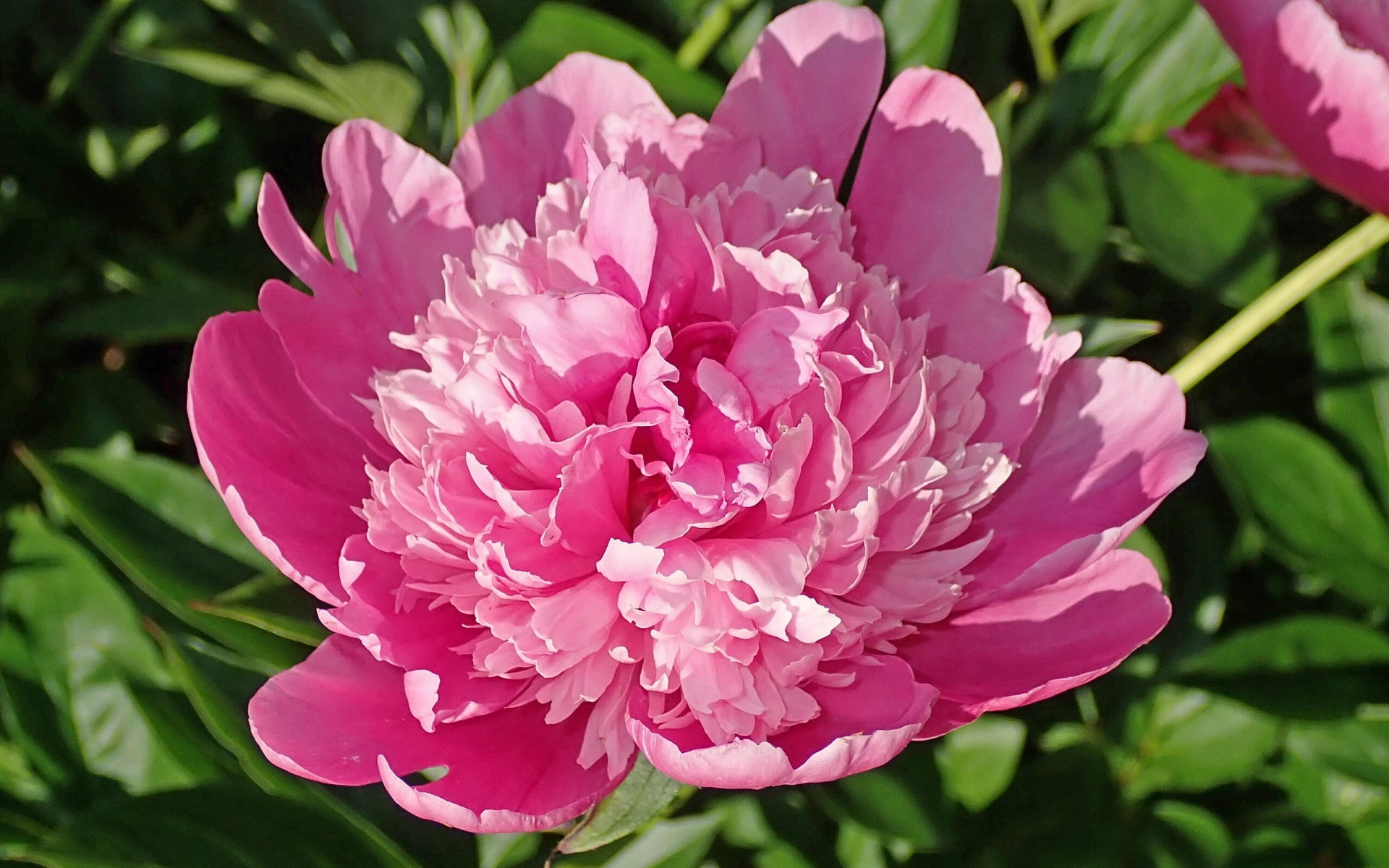 Proč nekvetou pivoňky? A co pro ně udělat, aby vás potěšily bujnou záplavou květů