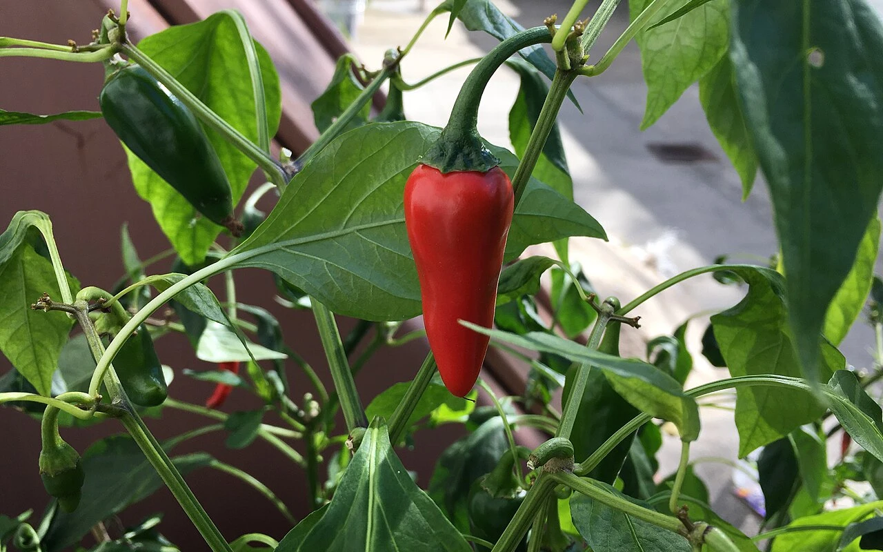 chilli paprička, červená dozrálá