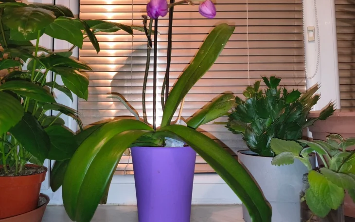 Orchidej postavená na východním parapetu