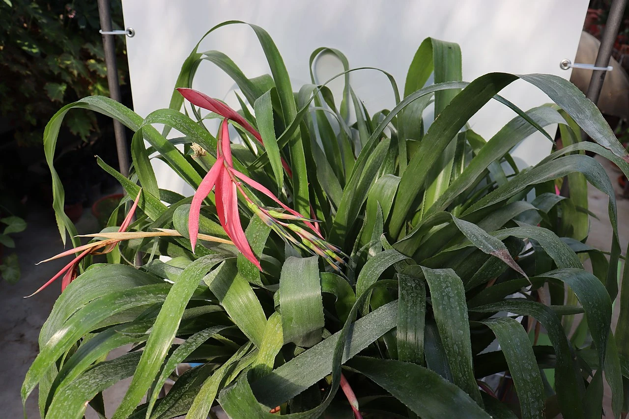 Čínský oves Čínský oves