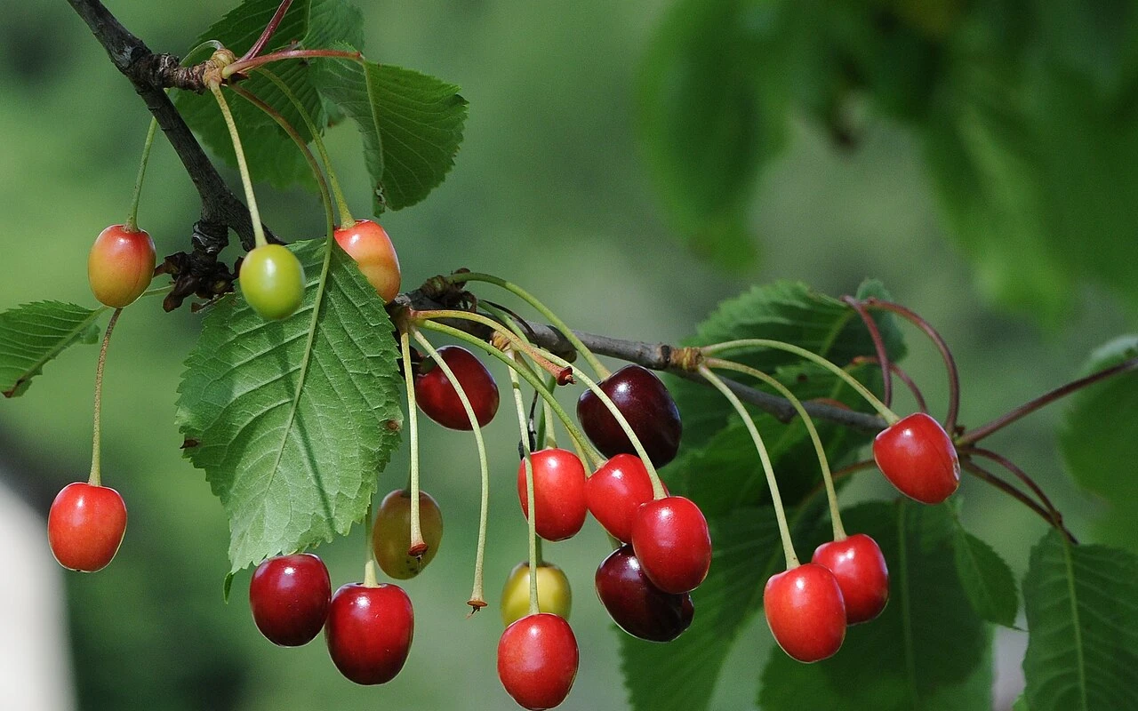 Letní řez třešně: Jak a kdy ho provést, abychom podpořili zdravý růst a bohatou úrodu