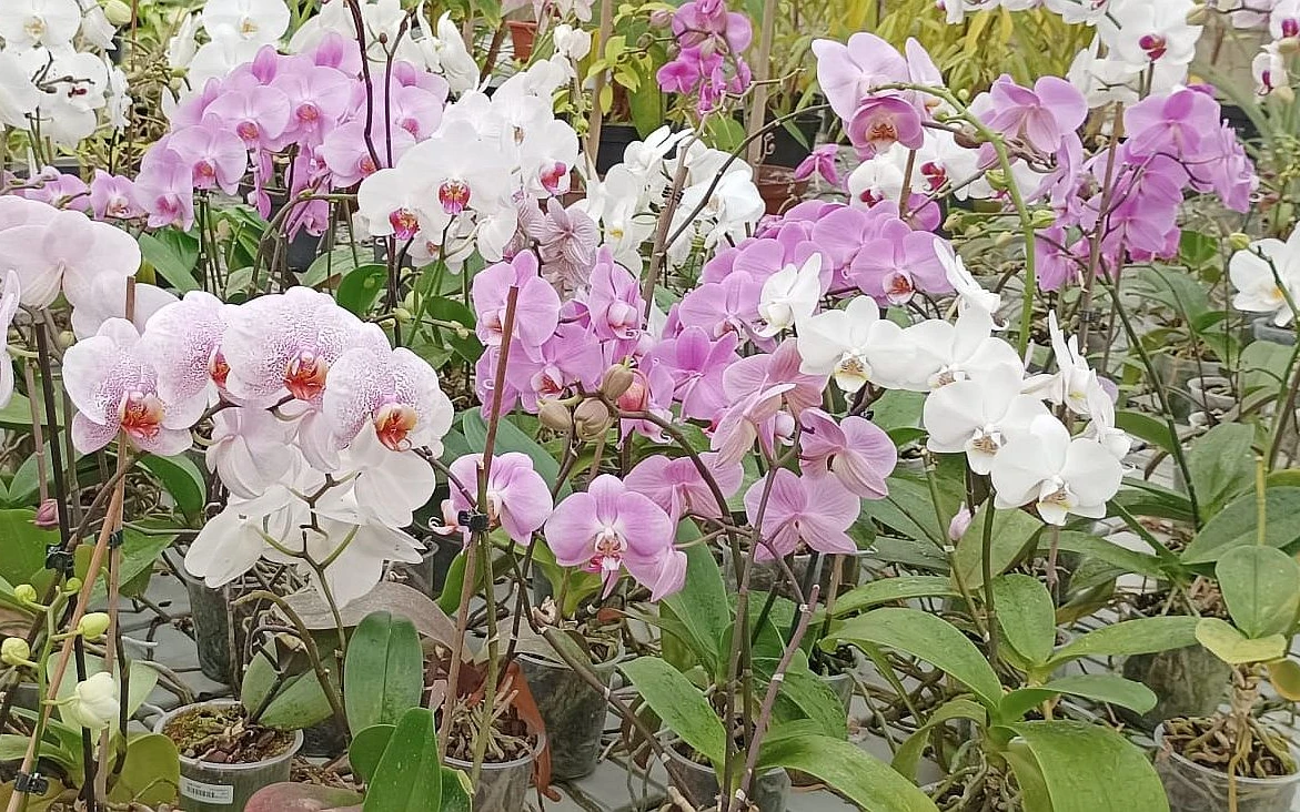 Orchideje s bílými a růžovými květy