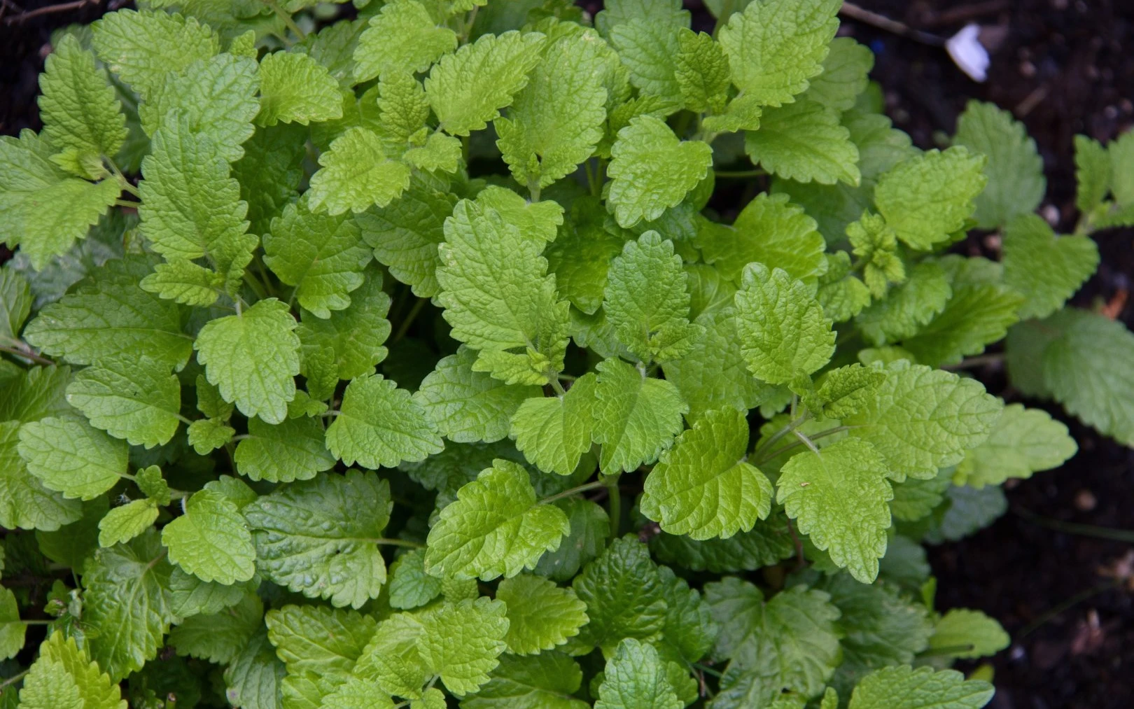 Jak podpořit meduňku v růstu a připravit z ní kapky na spaní: Přírodní cesta ke kvalitnímu spánku