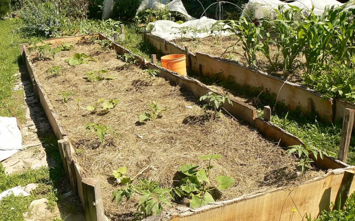 Mulčování záhonů