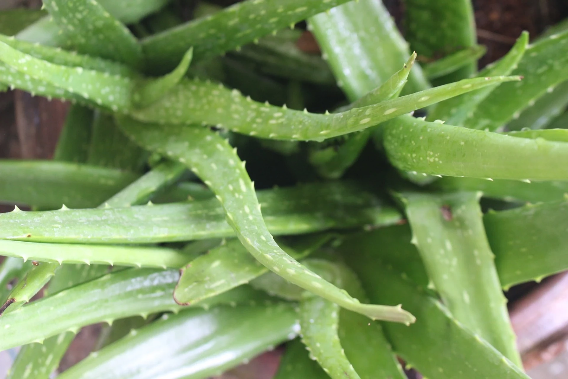 Aloe vera