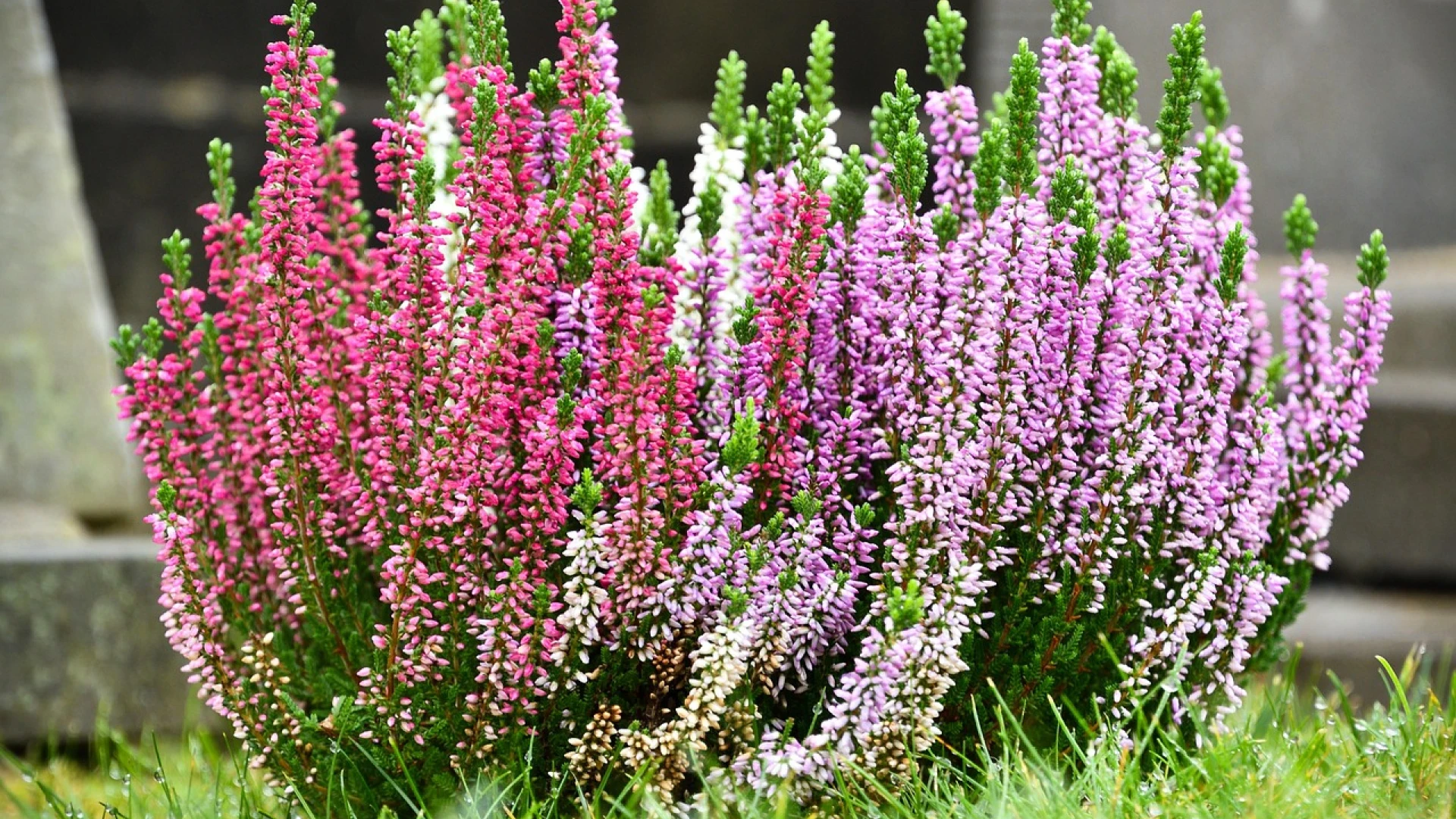 Jarní péče o vřesy zajistí bohatě kvetoucí rostliny i jejich zdravý růst. Na co nezapomenout?