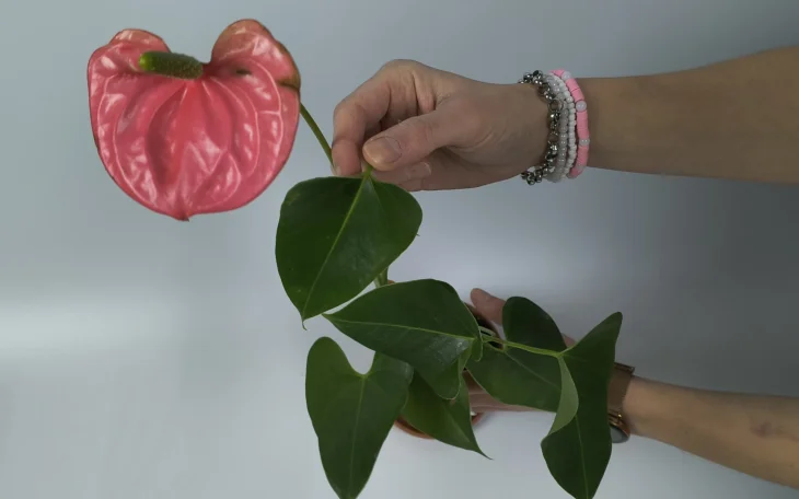 Květy toulitky v zimním období