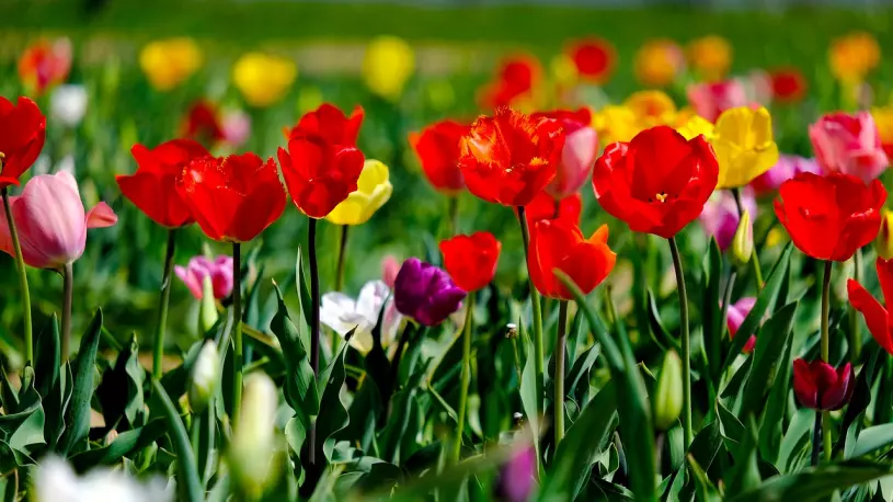 tulipány