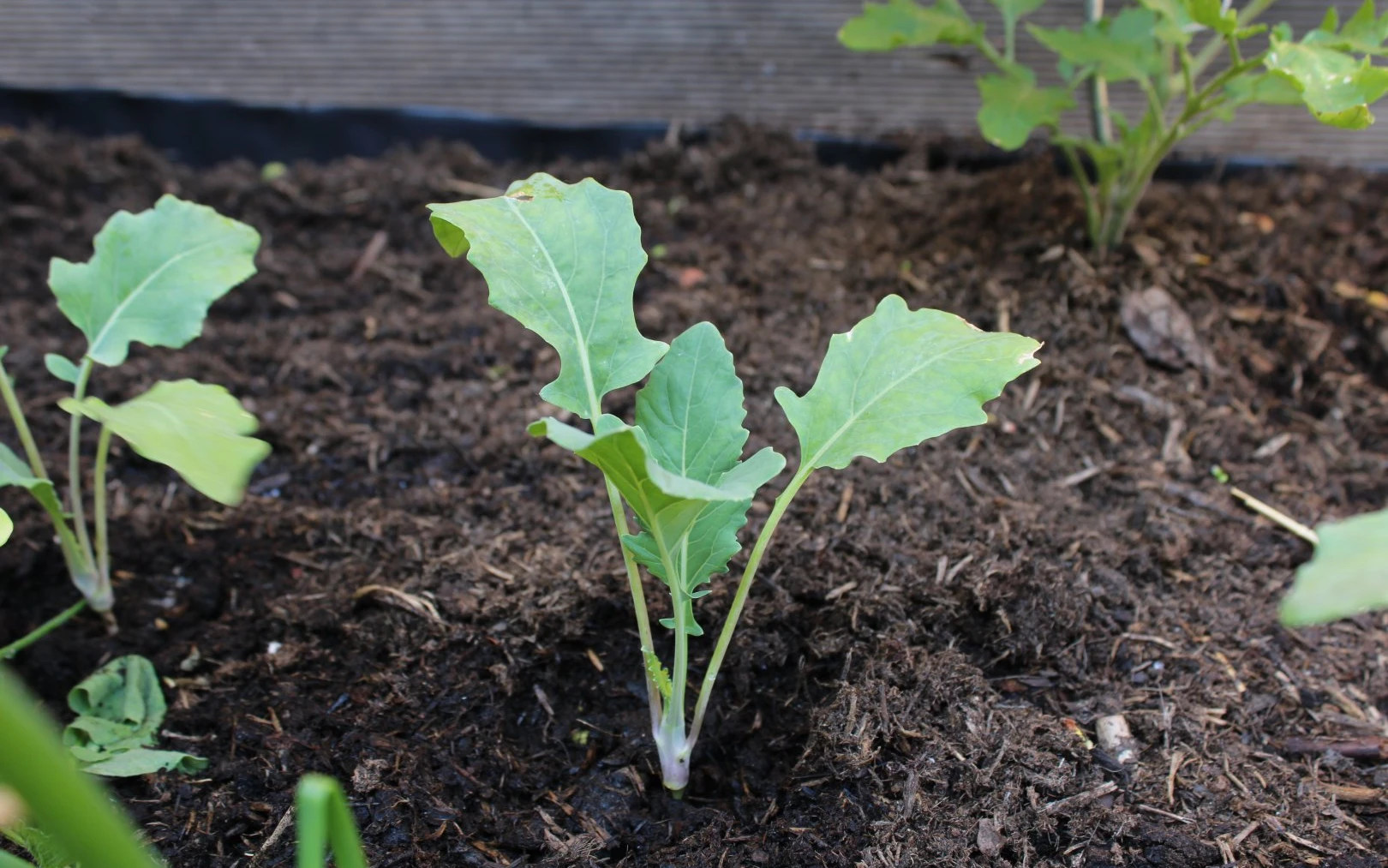 Sazenice kedluben na záhonu