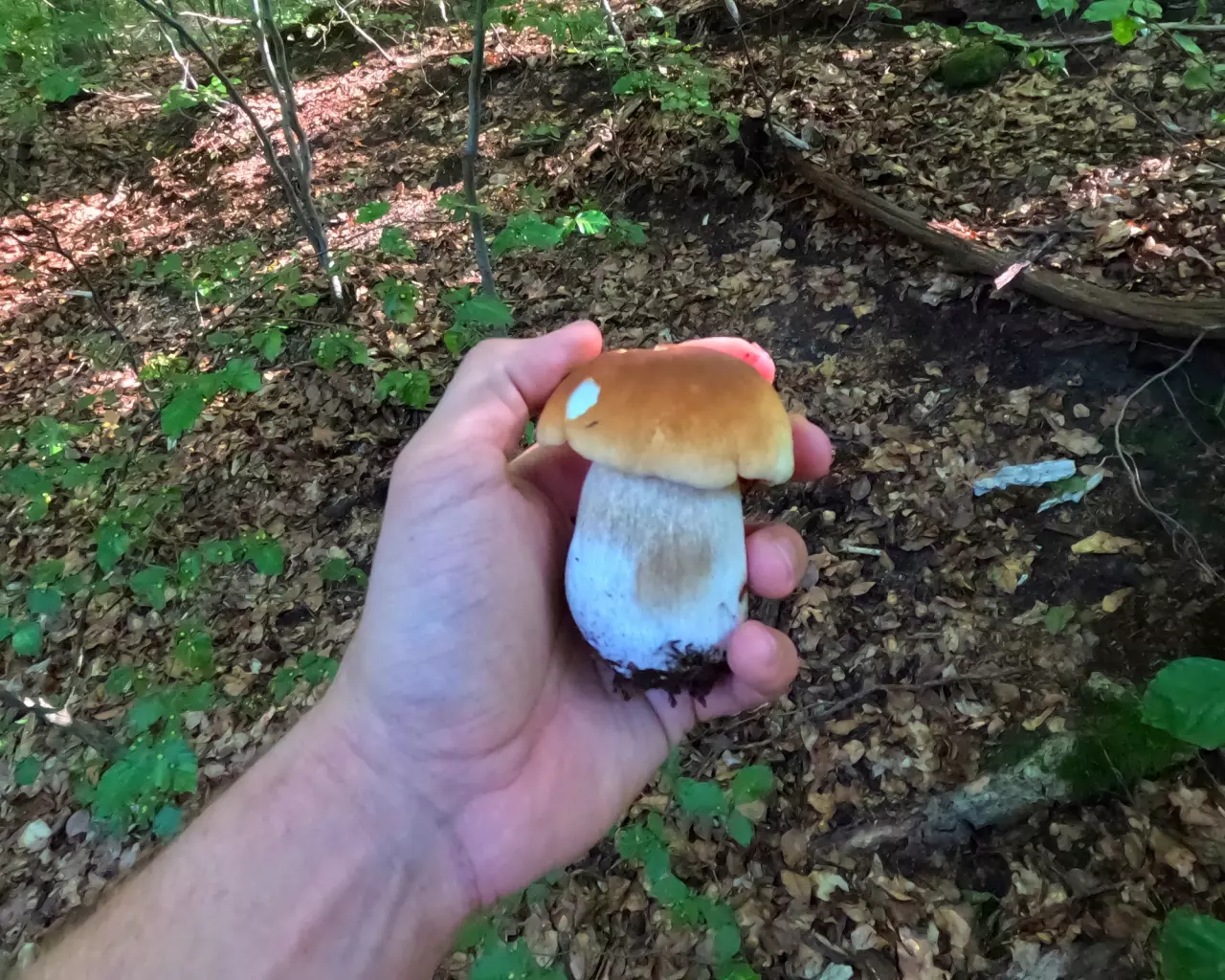 Aktuálně k houbařské sezoně: Zjistili jsme, které houby nyní rostou v lesích