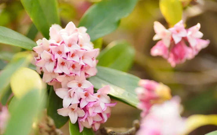 Květy lýkovce vonného s listy