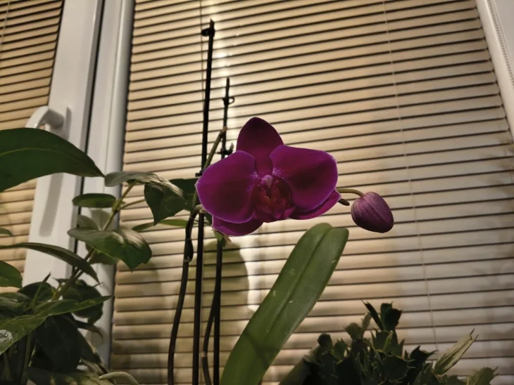 Orchidej postavená na východním parapetu