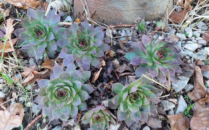 Netřesk skalní pěstovaný na zahradě