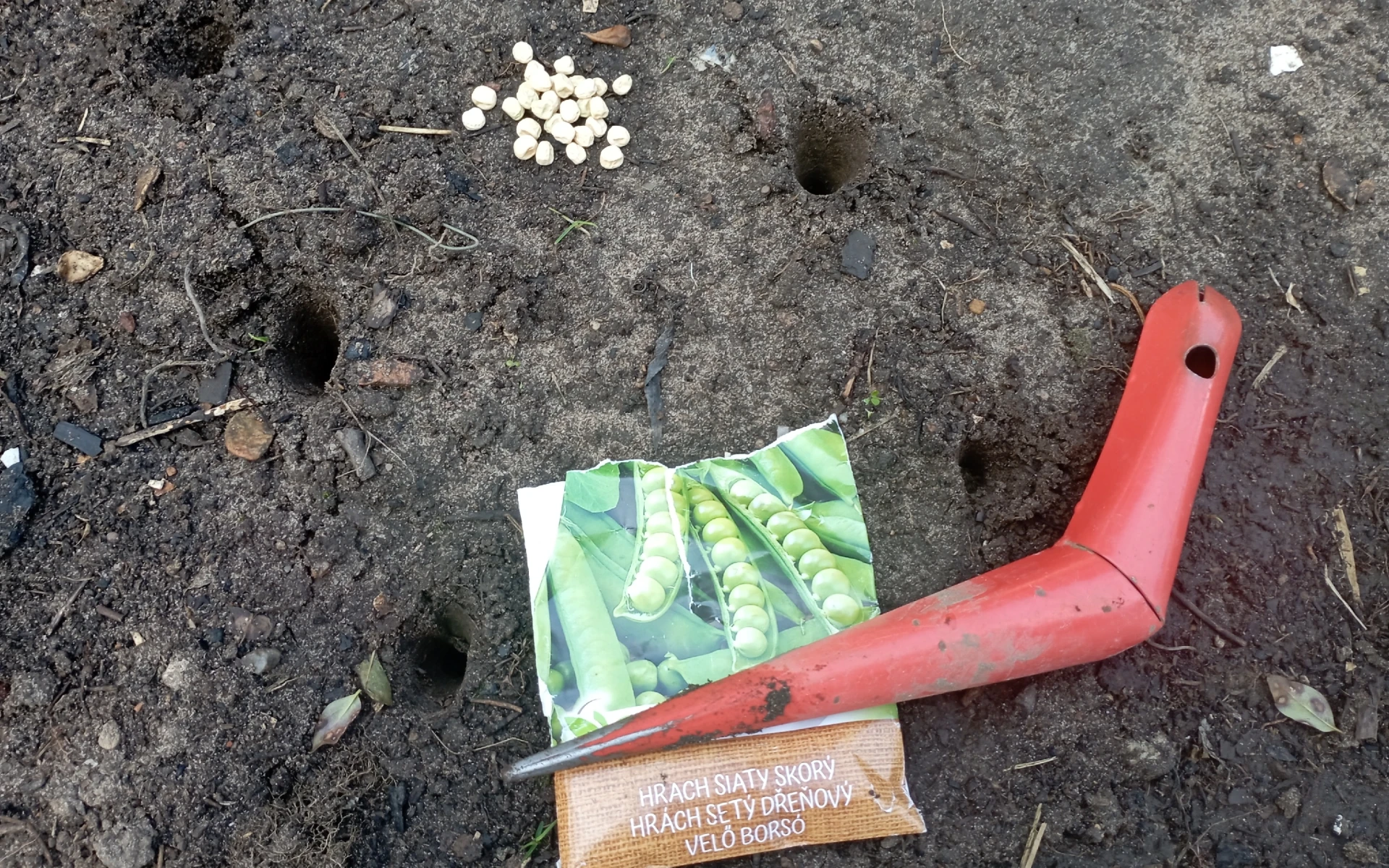 Vysévání hrachu na záhon